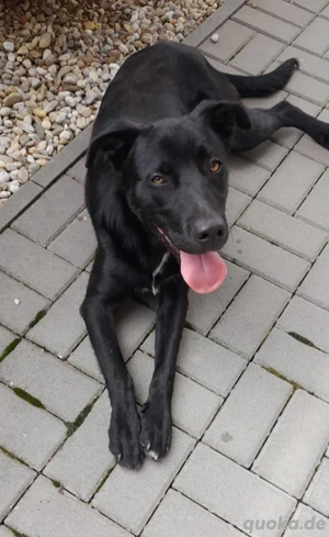 *FARGO* - ein lieber und freundlicher Rüde, der die Menschennähe sucht und gerne und schnell lernt