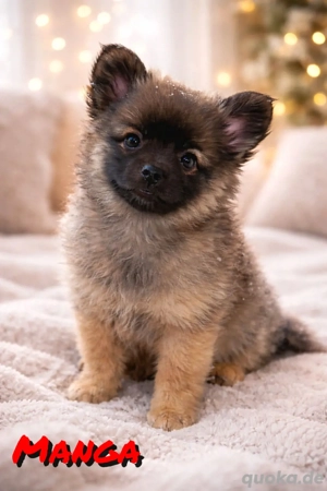 Einzigartige französische Bulldoggen-Pomeranian-Mix-Welpen warten auf liebevolle Menschen