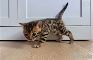bengal kitten y