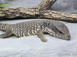 Varanus exanthematicus (Steppenwaran ÖNZ-25)
