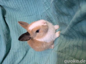 Schöne Junge Zwergkaninchen abzugeben. 