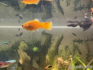 Platys und Mollys abzugeben