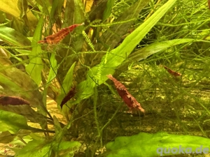 Rote Mini Garnelen abzugeben 