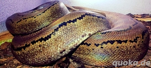 Netzpython ( Nz'22 0.1) 