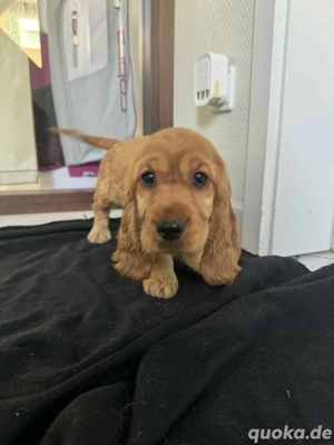 Cocker Spaniel Welpen 