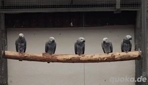 2,1 Graupapageien von 25 Blutsfremd 