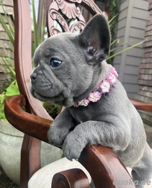 Gesund Französische Bulldoggehn Welpen