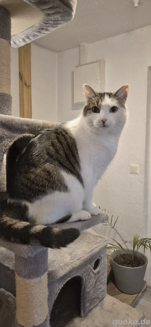 katze sucht ein neues Zuhause 