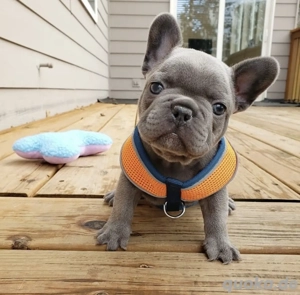 Extrem süß Französische Bulldoggen Welpen Bild 3