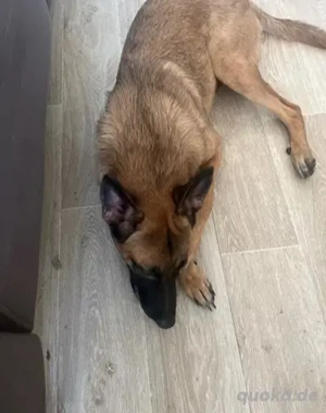 Belgische Schäferhundin Malinois 