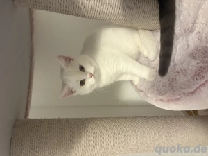 BKH weiss geimpft und gechippt, 4 Monate alt