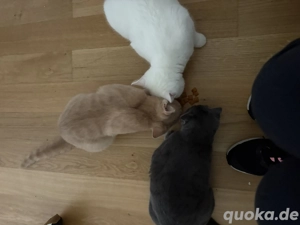 BKH weiss geimpft und gechippt, 4 Monate alt