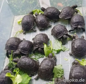    DRINGENDER FLASH-VERKAUF: Nur noch wenige Aldabra-Jungschildkröten verfügbar   Preise um 30 % red