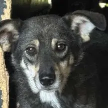 Jazzy K ca. 43 cm   Möchte dazugehören