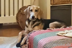 Sofia sucht dringend ein neues Zuhause