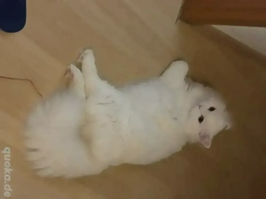 Kater zur Deckung   gesund & gepflegt 