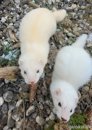 Zwei Geschwister in gute Hände abzugeben 