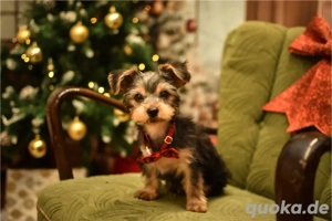 Yorkshire Terrier, 4 Monate alt, sucht liebevolles Zuhause