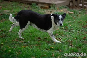 Joshua sucht ein Zuhause Bild 4