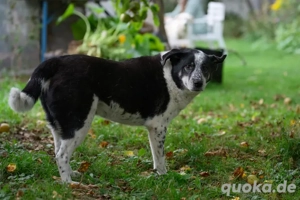 Joshua sucht ein Zuhause Bild 2