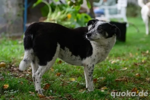 Joshua sucht ein Zuhause Bild 3