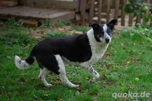 Joshua sucht ein Zuhause Bild 5