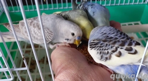 Wellensittiche super zahm 4 bis 5 Monate alt