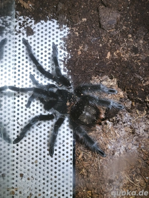 Grammostola Actaeon - Brasilianischer Rotrumpf