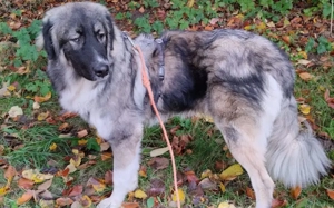 Balthasar - wer sonst?! 