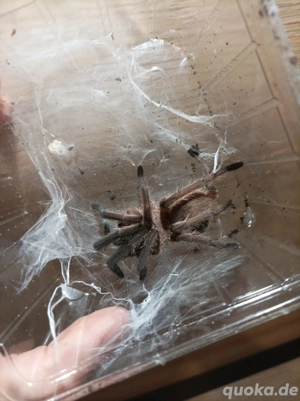 Chilobrachys SP Kaeng Krachan 