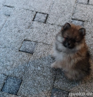 Zwergspitz Pomeranian 