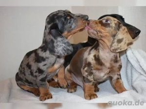 Dackel Welpen Rüden und Hündin