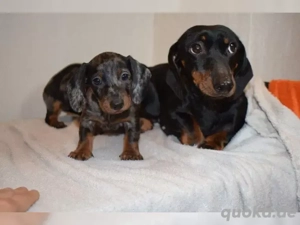 unzuverlässigen Käufern ist ein wunderschöner Rüde in Black Merle wieder frei :)