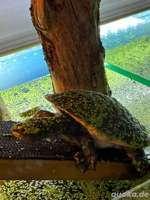 Rotbauch-Spitzkopfschildkröten abzugeben 