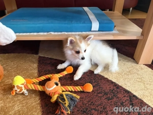 liebenswerter Zwergspitzwelpe Mädchen