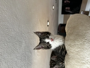  Zwei zauberhafte Coon-Mix Kitten suchen ein liebevolles Zuhause 