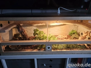 2 Kornnattern mit Terrarium & komplettem Zubehör abzugeben