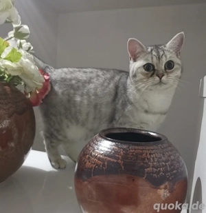 Britisch Kurzhaar Kätzchen BKH mit Stammbaum geimpft 