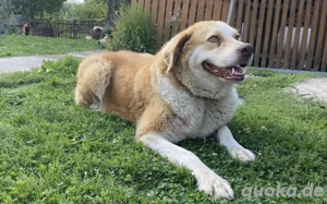 Stattliche Hündin Tijara mit freundlichem Wesen Bild 4