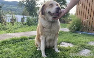 Stattliche Hündin Tijara mit freundlichem Wesen Bild 3