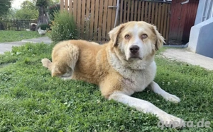 Stattliche Hündin Tijara mit freundlichem Wesen