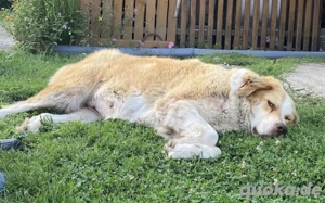 Stattliche Hündin Tijara mit freundlichem Wesen Bild 2