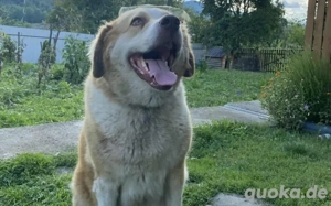 Stattliche Hündin Tijara mit freundlichem Wesen Bild 5