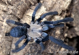 Phormingochilus hatihati Weibchen