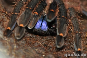 Ephebopus cyanognathus weibchen