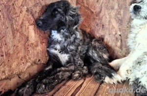 Ängstlicher Galahad sucht ruhiges und geduldiges Zuhause