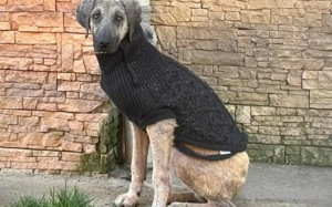 Herzenshund Lupta sucht seine Menschen