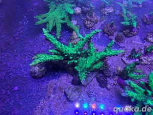Acropora Toxic Green 