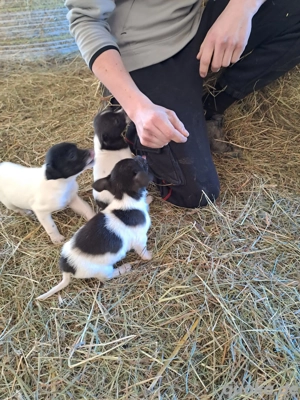 Süße Mischlinge Welpen