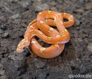 Hypo Toffee Blood Motley Pied